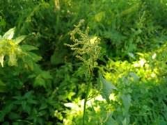 Atriplex sagittata