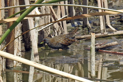 Porzana fluminea