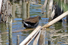 Porzana fluminea