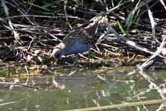 Porzana fluminea