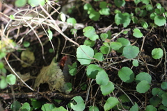 Brachyglottis sciadophila