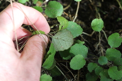 Brachyglottis sciadophila