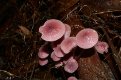 Mycena kurramulla
