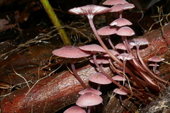 Mycena kurramulla