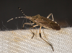 Dicranocephalus medius