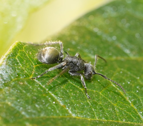 Polyrhachis lataPolyrhachis lata