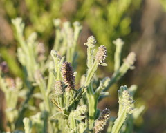 Pterocaulon