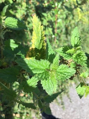 Urtica dioica dioica