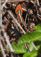 Thamnophis sirtalis tetrataenia