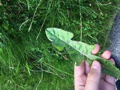 Taraxacum tenuilobum