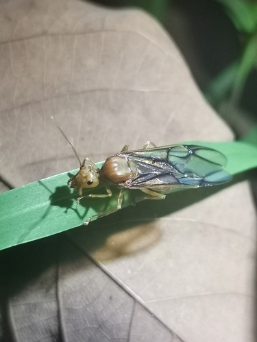 African Weaver Ant
