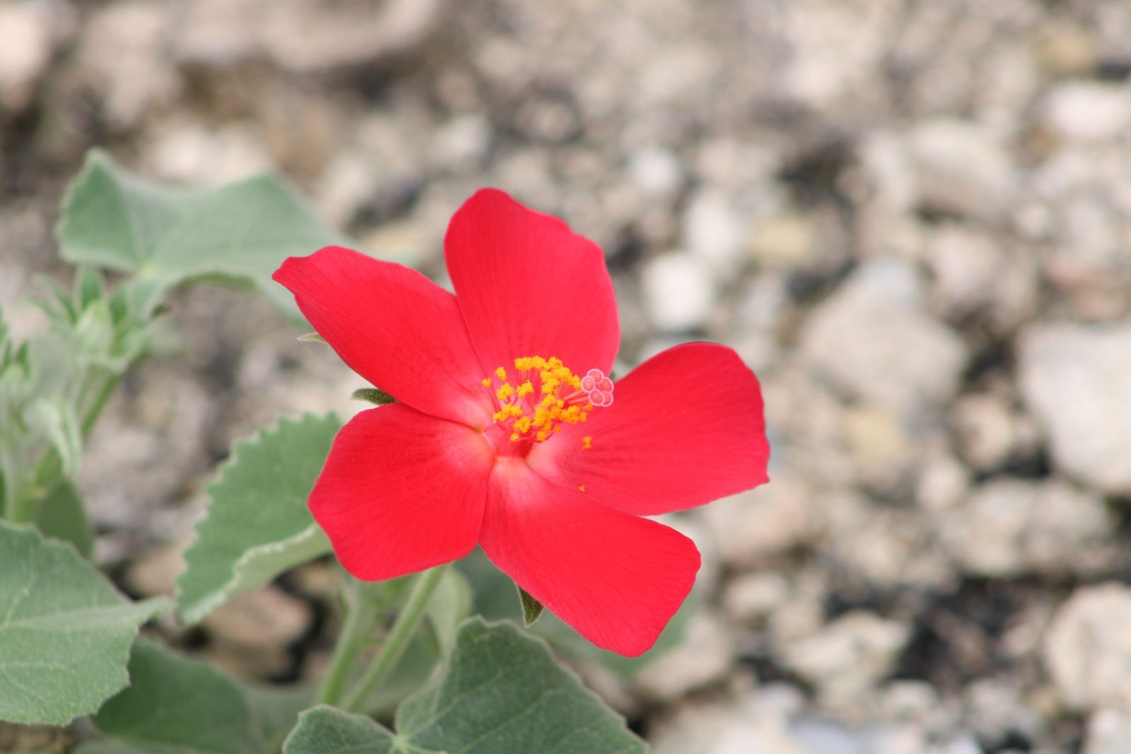 Imagem de Hibisco-da-praia