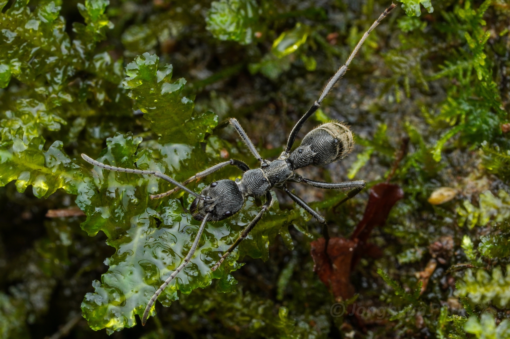 Diacamma carbonarium