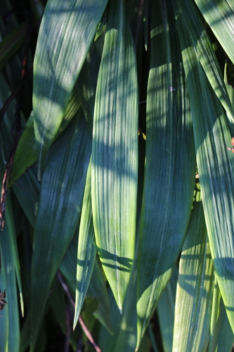 Image of Celmisia mackaui by (c) Joe Potter Butler, some rights reserved (CC BY)