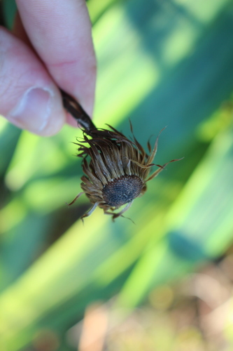 Image of Celmisia mackaui by (c) Joe Potter Butler, some rights reserved (CC BY)