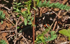 Thamnophis sirtalis tetrataenia