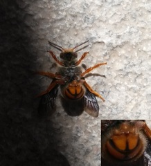 Rhodanthidium sticticum