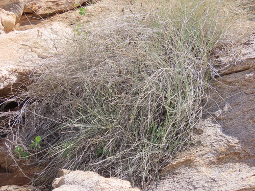 Image of Orthanthera albida by no rights reserved