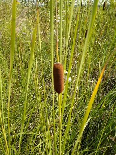 Typha laxmannii (Typha laxmannii)