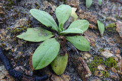 Craspedia robusta pedicellata