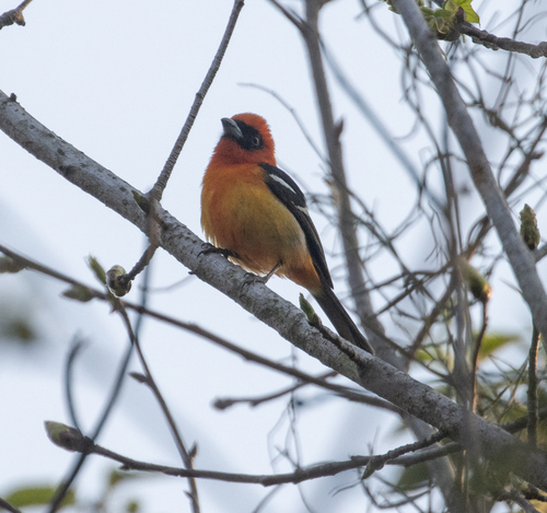 White-winged Tanager (Piranga leucoptera), photo 6