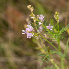 Astragalus sulcatus