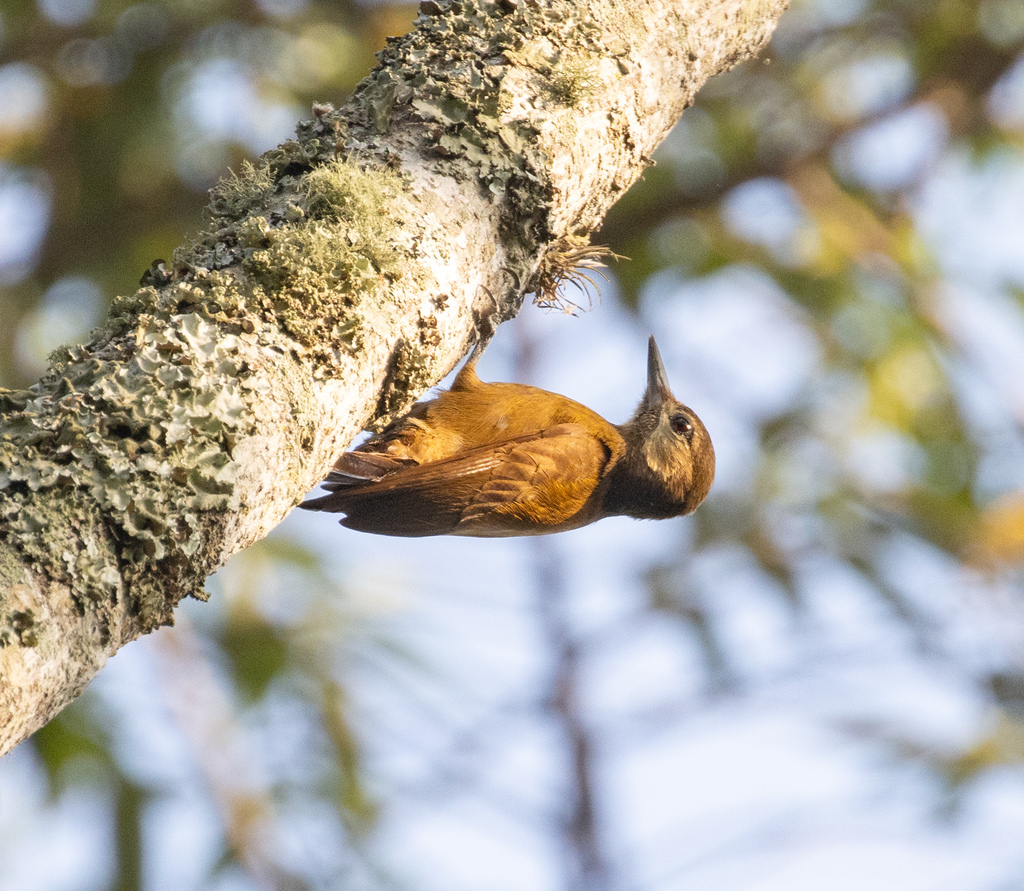 Smoky-brown Woodpecker