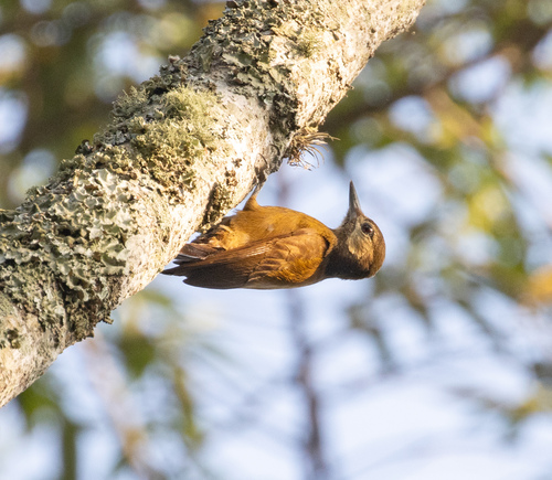Smoky-brown Woodpecker