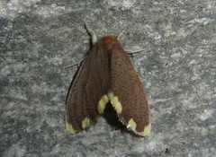 Orvasca