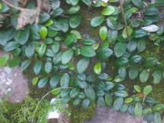 Ficus aurantiaca parvifolia