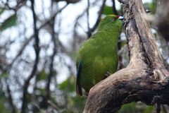 Cyanoramphus auriceps