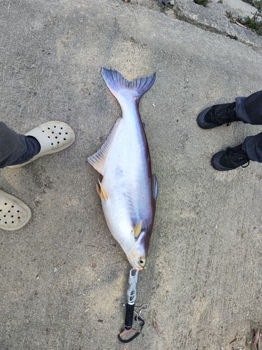 Basa catfish (Pangasius bocourti) — Pangasiidae