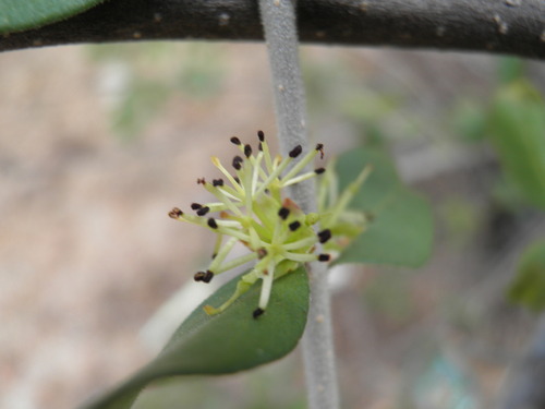 Forestiera macrocarpa (Forestiera macrocarpa)