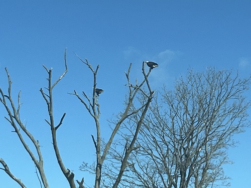 Bald Eagle photographed in Illinois
