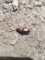 Pterostichus externepunctatus