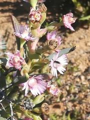 Ruschia aggregata