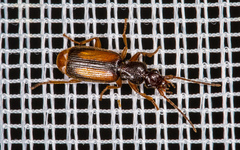 Polistichus connexus