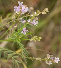 Astragalus sulcatus