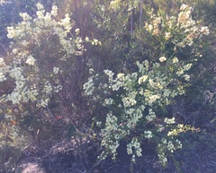 Acacia hubbardiana