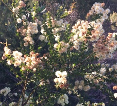 Acacia hubbardiana