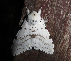 Lymantria marginalis