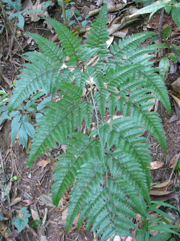 Davallia pulchra