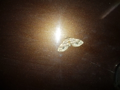 Pelurga comitata