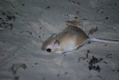Dipodomys compactus