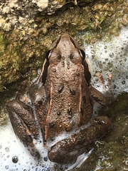Rana macrocnemis