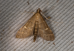 Dolicharthria punctalis