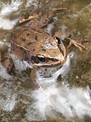 Rana macrocnemis