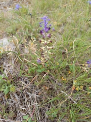 Muscari cycladicum