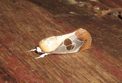 Westermannia superba