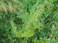 Chaiturus marrubiastrum